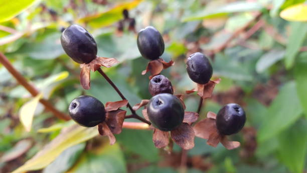 istock Berries in winter, Glasgow Scotland England UK 1884607659