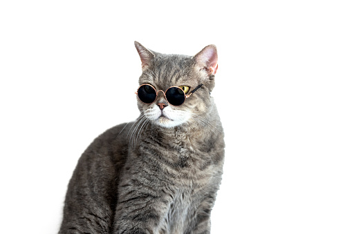 British shorthair cat wearing sunglasses