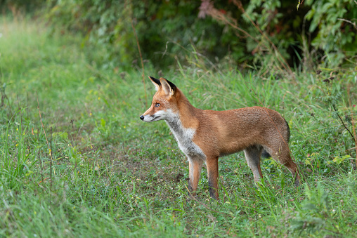 The red fox in nature during daytime and in nice late afternoon light