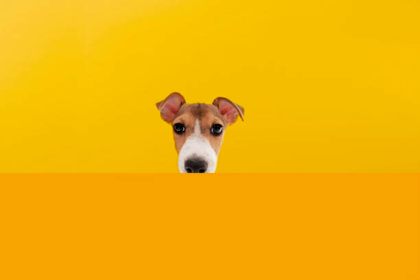 istock Jack Russel dog face on yellow background. 1884614420