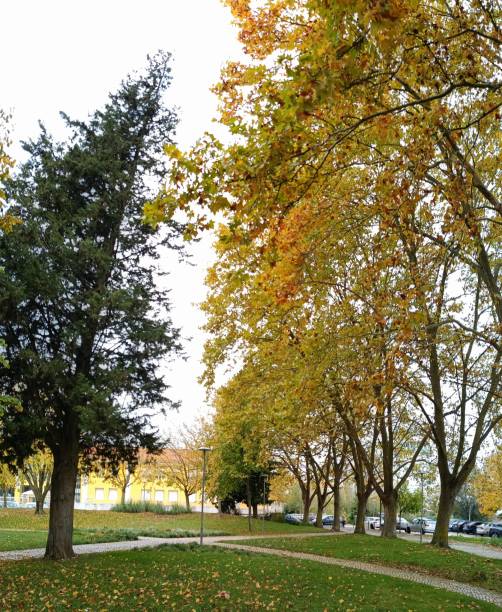 istock Autumn in the park 1884614931