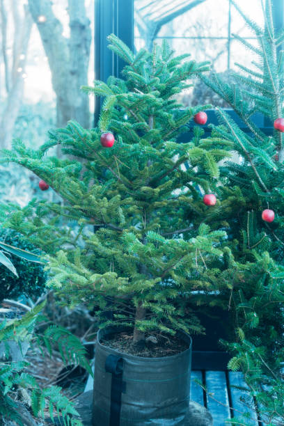 istock Garden visited for Christmas 1884622799