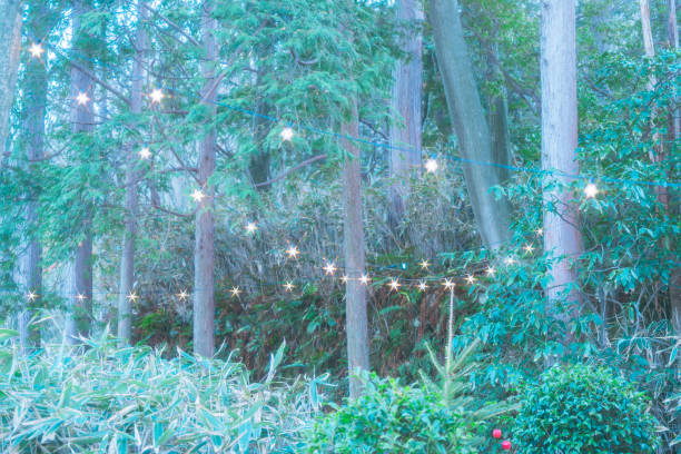 istock Garden visited for Christmas 1884628010