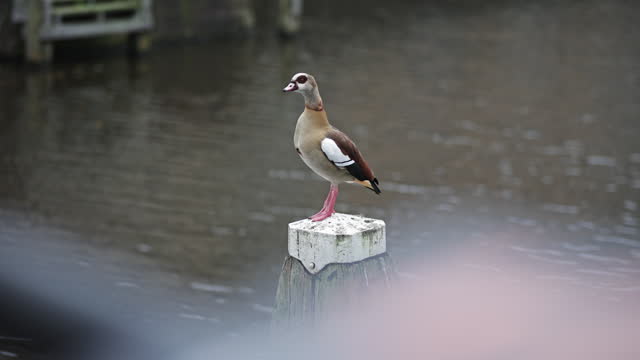 Egyptian goose resting by the canal in Amsterdam, Egyptian goose isolated on white, Egyptian Goose in Amsterdam