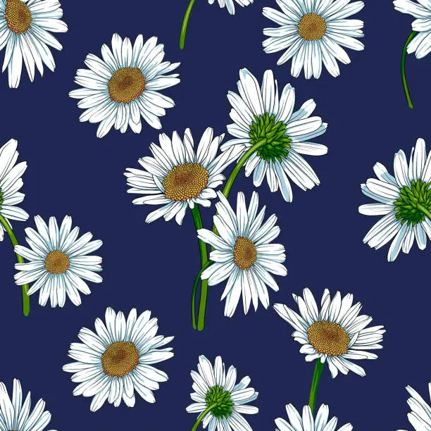 Vector illustration of Seamless pattern with daisies, chamomiles on a dark blue background