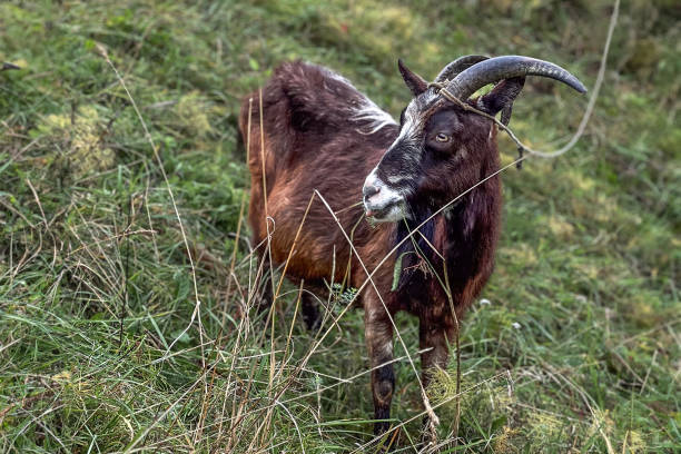 istock A goat grazing in dry grass in summer 1884678430