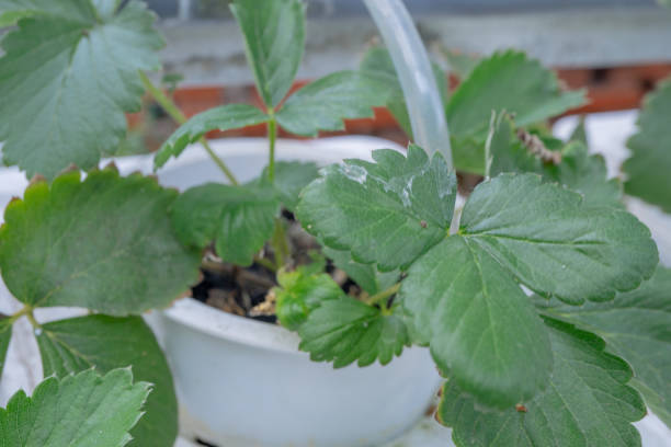 istock Green leaf of strawberries fruit Fragaria × ananassa 1884685453