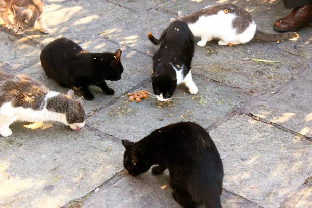 istock Stray cats eating cat food outside 1884699965