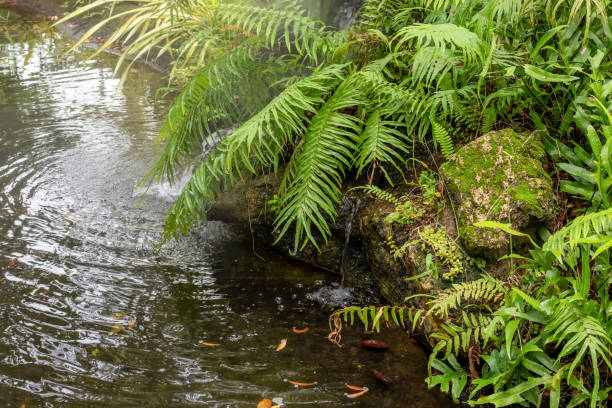 istock Beautiful tropical garden pond 1884700500