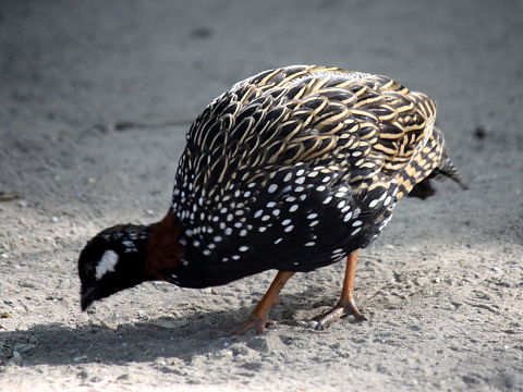 Male Black Francolin (Francolinus francolinus) in search of food : (pix Sanjiv Shukla)