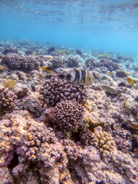 istock Big Broomtail wrasse (Cheilinus lunulatus) at coral reef. 1884710740