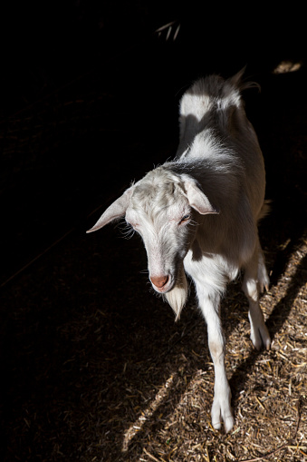 Walking White Goat In The Dark Animal Pen