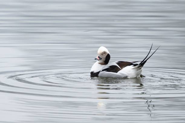 Stunning male long-tailed duck with raised tail feathers.