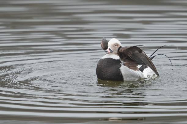 istock Elegant male long-tailed duck spreading its' wings 1884746421
