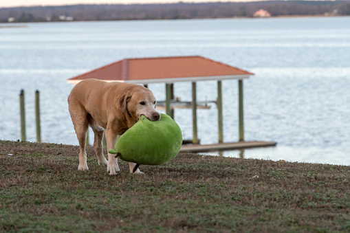 Pregnant dog Labrador at backyard