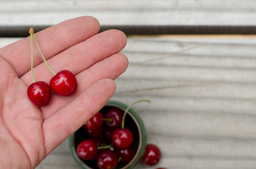 fresh harvested red cherries taken by hand and wood background
