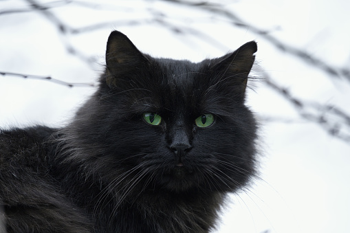 A cute long haired and green eyed black cat on the roof, great model.