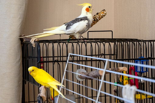 parrot cockatiel and yellow one sitting on their cage