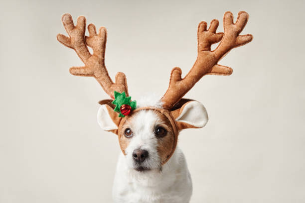 istock A Jack Russell Terrier dog dons antler ears, bringing holiday cheer 1884782012
