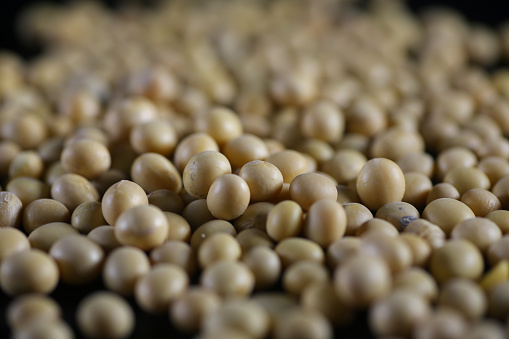 Portrait of a soybeans