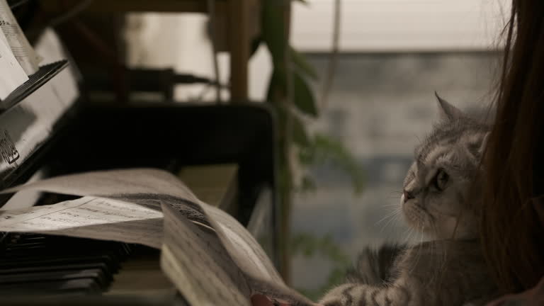 cinematic, a large white grey  cat sits on hands and study plays on old piano