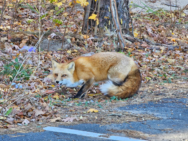 istock A fox chewing a treat by a tree line 1884820927