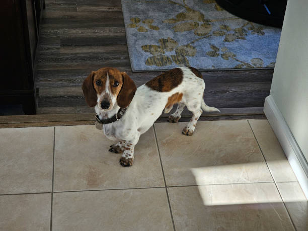 istock Dachshund standing above stairs 1884821993