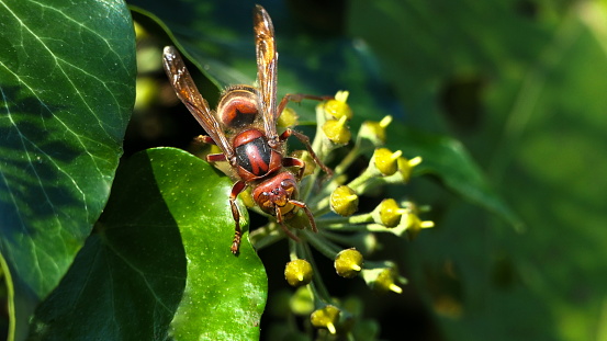 Focus stacking photo of wasp that sits and looks into the camera, super macro photo