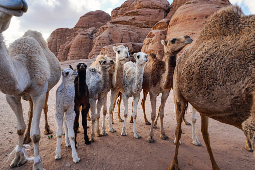 Photo of a small herd of dromedary camels in the Wadi Rum desert in Jordan.
