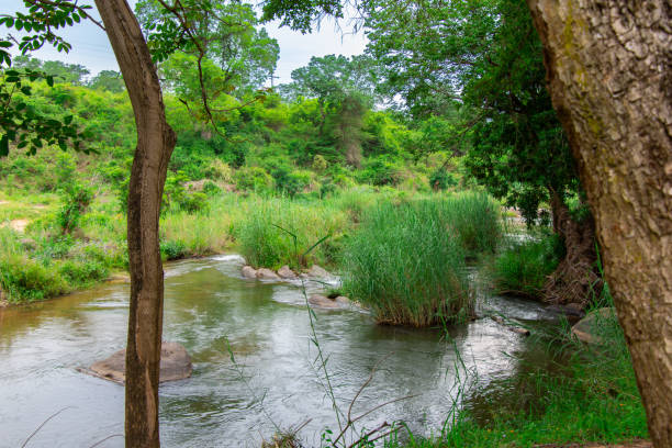 istock Pretty little river flowing through the savannah 1884836015