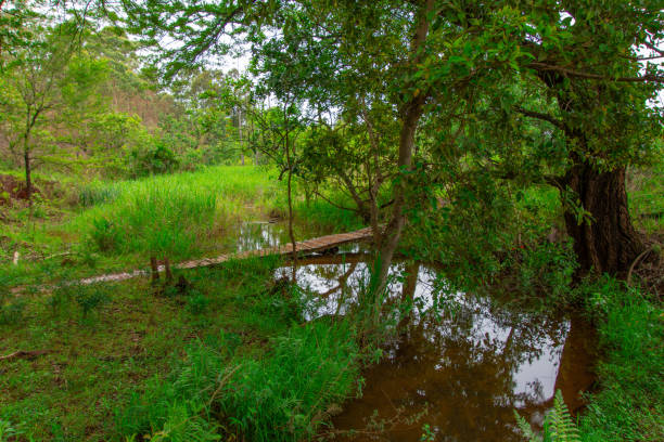 istock Pretty little river flowing through the savannah 1884845506