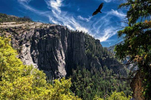 istock Summer landscape in Yosemite Valley, California 1884853813