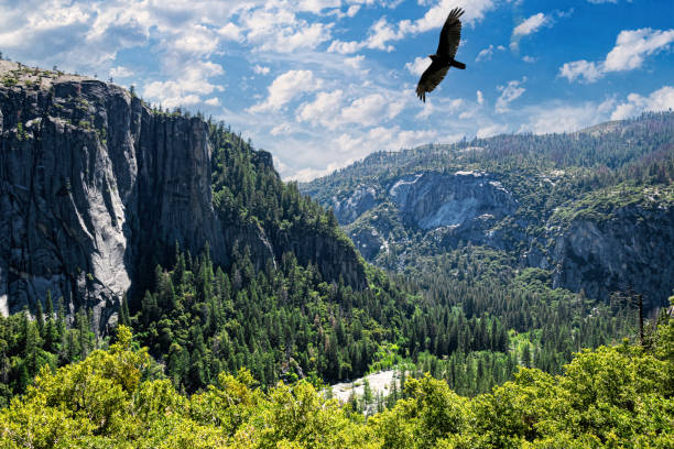 Summer landscape in Yosemite Valley, California