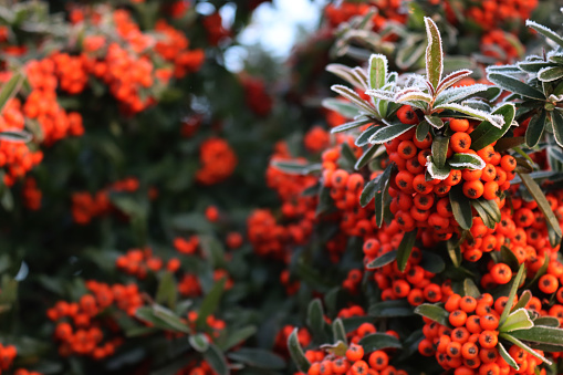 Close-up of Pyracantha or Firethorn hedge covered with frost on winter. Firethorn with red berries and frost in the garden
