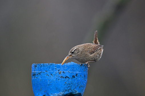 Redpoll perching on a terracotta bird feeder.