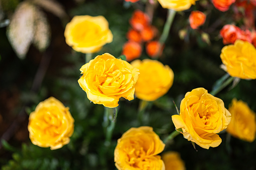 Close-up at yellow rose flower lube which is arranged as flower buch for wedding interior decoration. Selective focus.