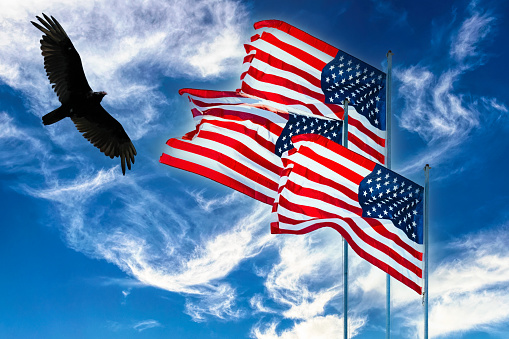 bald eagle flying against the american flag