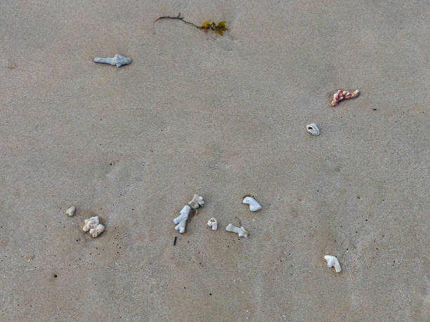 istock Small piece of Dead corals 1884892180