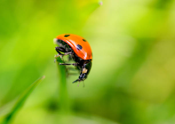 istock Wild animals - Small free animals in Sweden 1884896383