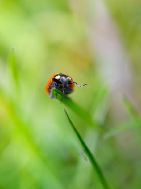 istock Wild animals - Small free animals in Sweden 1884896389