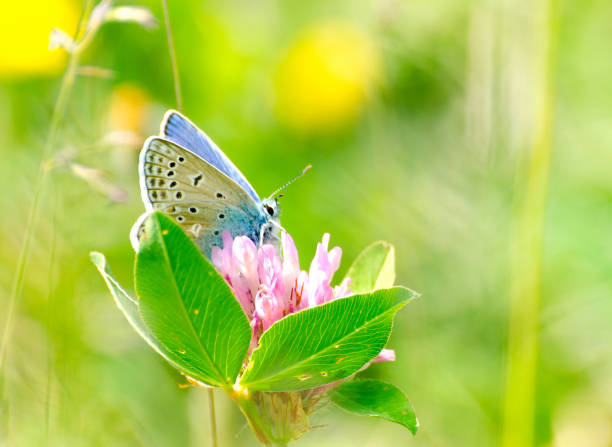 istock Wild animals - Small free animals in Sweden 1884897445
