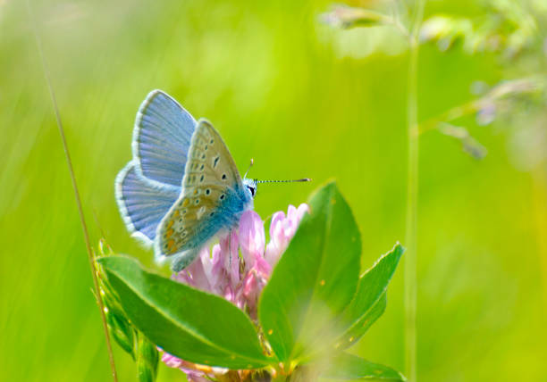 istock Wild animals - Small free animals in Sweden 1884897451