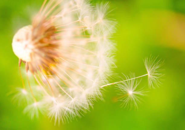 istock Wild Flowers in southern Sweden  - Part 2 1884913077