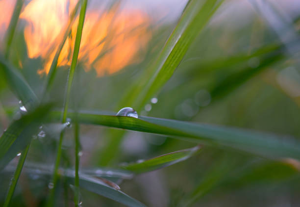Closeup image of a single rain drop with beautiful green bokeh background