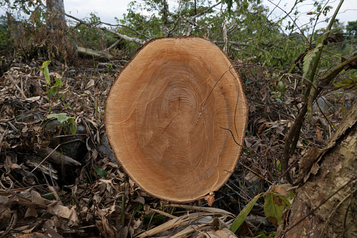 Closeup view of end cut wood tree section with cracks and annual rings. Natural organic texture with cracked and rough surface. Flat wooden surface. Round cut down tree. Close view of brown tree log.