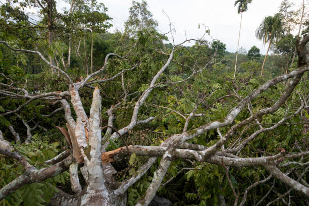 istock Trees That Have Been Cut Down-Stock Photo 1884918581