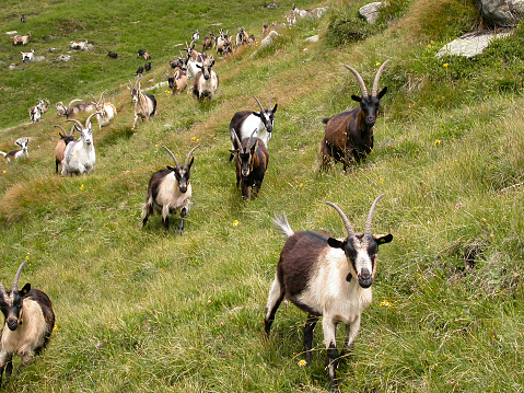 Lots of goats on an alpine pasture in South Tyrol.