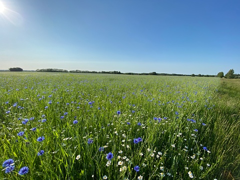 Cornflower, common field weed, lots of greenery scattered around field sun and blue sky