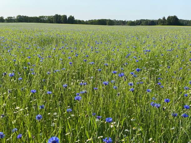 istock Centaurea cyanus (Cyanus segetum Hill) Cornflower growing in meadow 1884923967