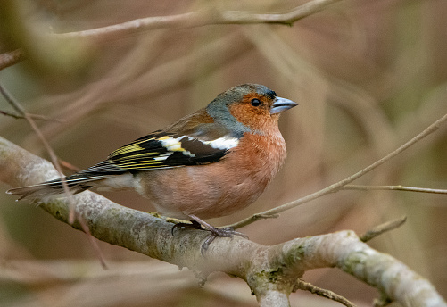 Male common chaffinch (Fringilla coelebs) perching on a branch.